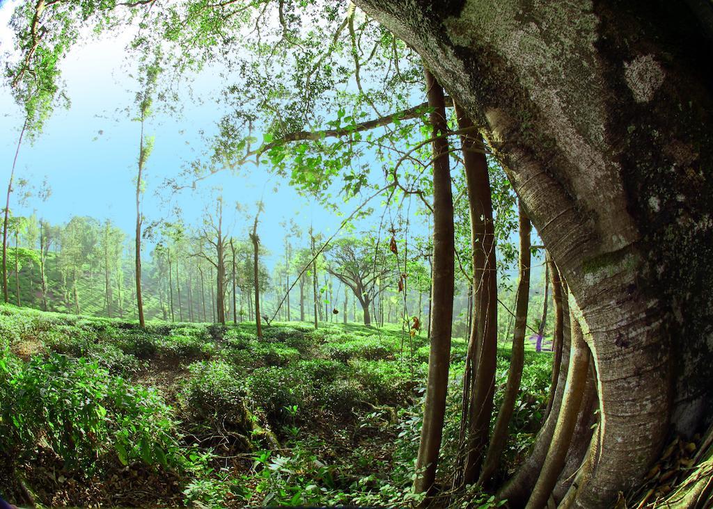 Parisons Plantation Experiences By Abad Hotel Mananthavady Eksteriør billede